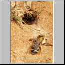 Dasypoda hirtipes - Hosenbiene w11.jpg